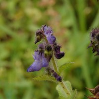 Coleus lanuginosus Hochst. ex Benth.(Hochst. ex Benth.) Agnew